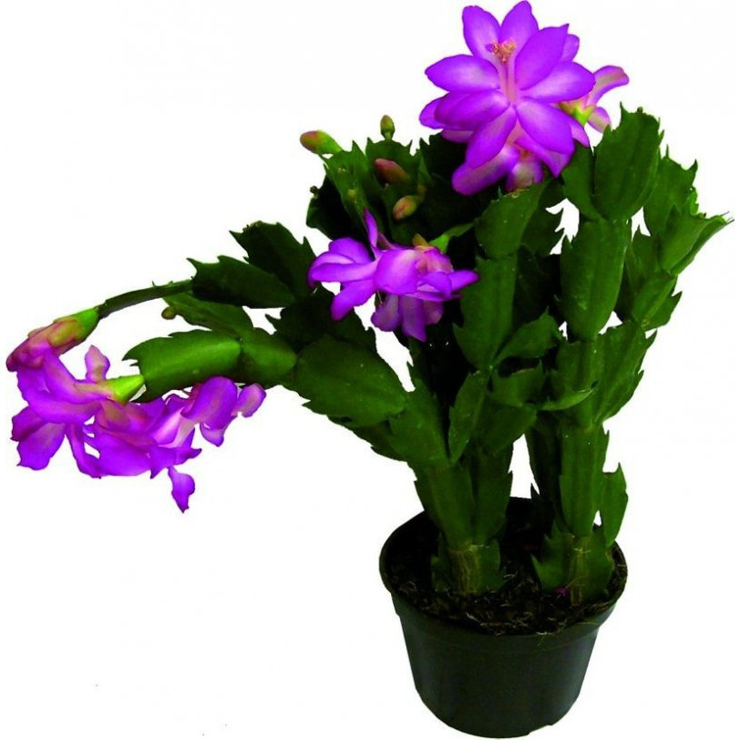 PROMOÇÃO PROMOÇÃO 200 Sementes De Flor De Maio Cor roxinha rara mj Premium + MANUAL DE CULTIVO + MANUAL DE CULTIVO