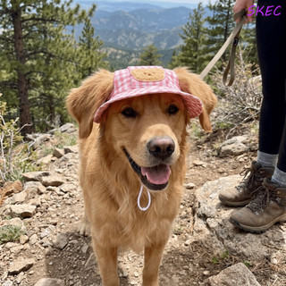 Chapéu De Sol Para Animais De Estimação SKEC , Pescador Ajustável E Respirável Cães , Padrão De Desenho Animado Com Furo