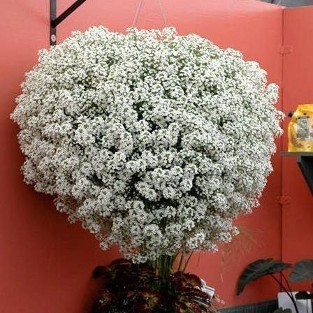 PROMOÇÃO IMPERDIVEL Sementes de Flor de Mel - Alyssum /Branca /violeta /ROSA  30 Sementes Premium PROMOÇÃO IMPERDIVEL T7