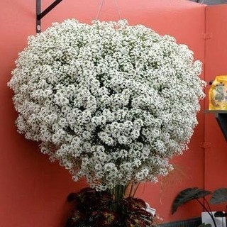 PROMOÇÃO IMPERDIVEL Sementes de Flor de Mel - Alyssum /Branca /violeta /ROSA  30 Sementes Premium PROMOÇÃO IMPERDIVEL T7