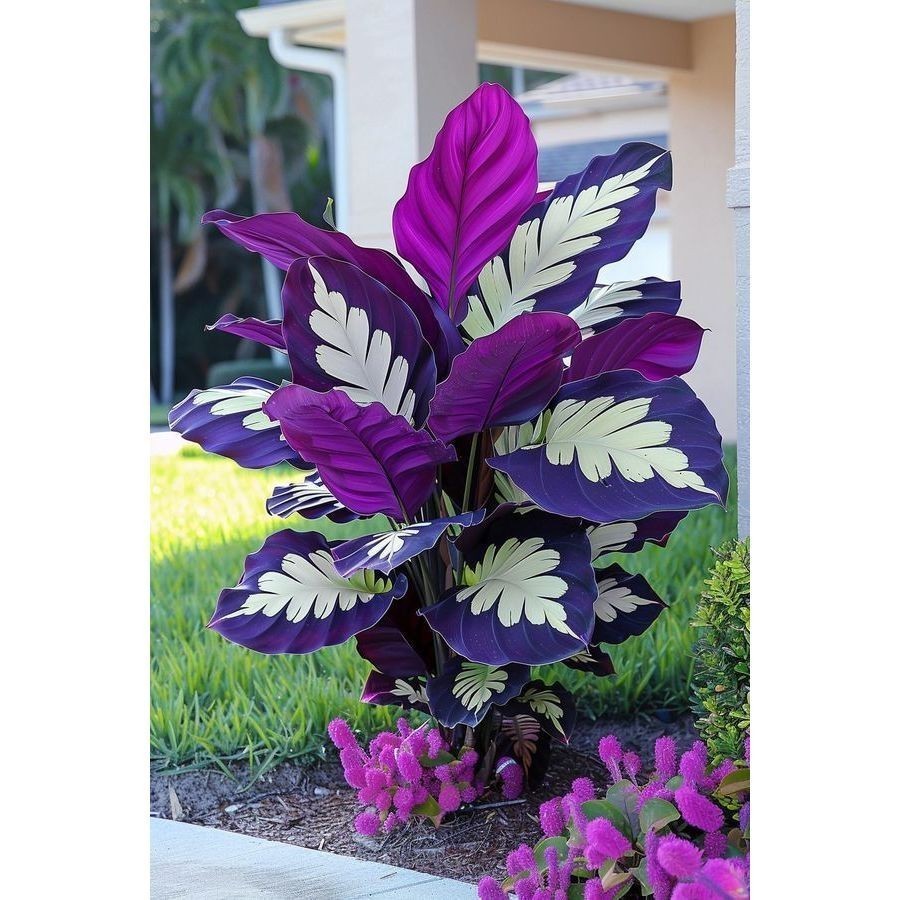 PROMOÇÃO Sementes Caladium grandivitta  com manual de cultivo Premium + MANUAL DE CULTIVO