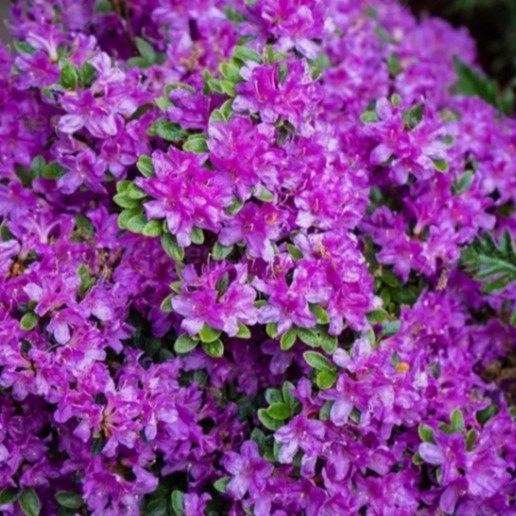 200 Sementes de Azaleia Colorida Misturada | Fácil de Plantar e Germinar | Flor Ornamental p/ Jardim e Vasos