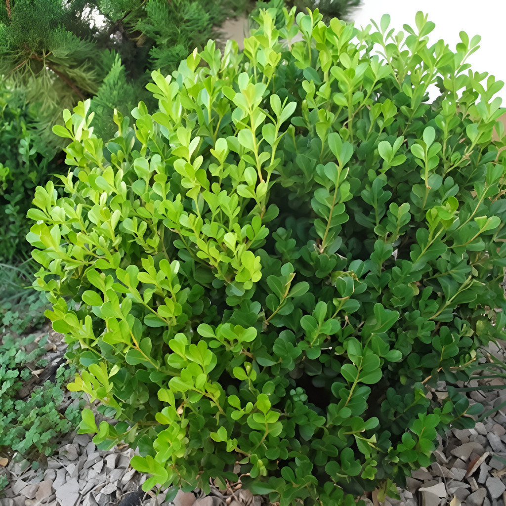 200 Sementes de Buxinho Buxus Sempervirens | Planta Ornamental para Cerca Viva, Jardim e Topiaria | Fácil de Cultivar