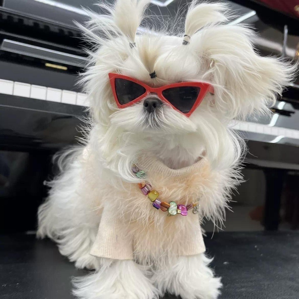 Óculos de Sol para Pet Estilo Fashion | Anti-UV Proteção para Cães e Gatos | Acessório Fofo e Estiloso Pet🔥