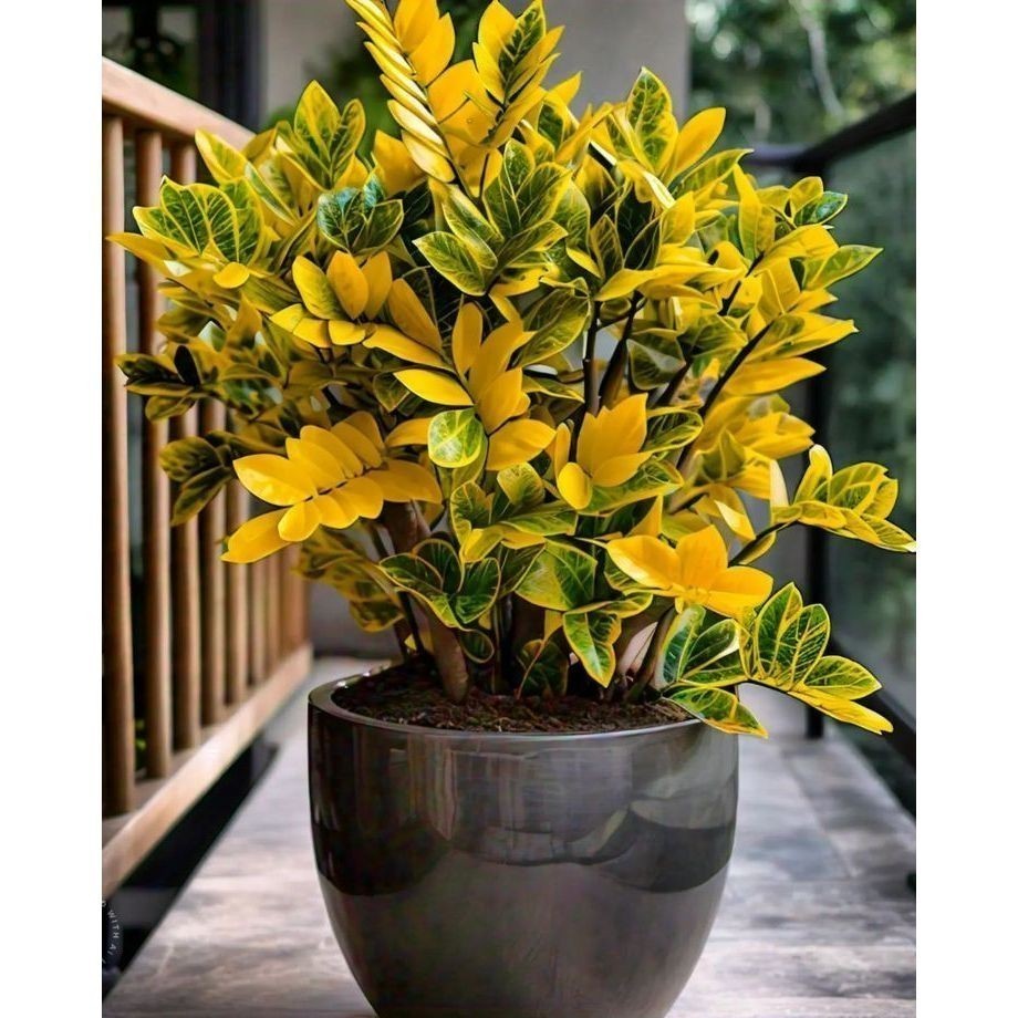 PROMOÇÃO ENVIO SUPER RÁPIDO zamiocuca amartela 100 sementes com manual de cultivo II T1
