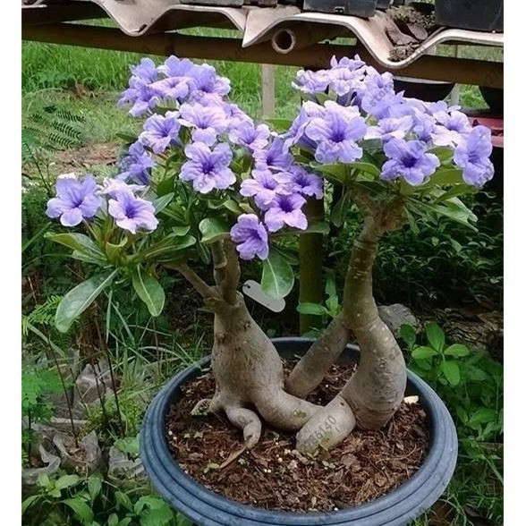 prazer de cultivar 200 500 Sementes pcs Adenium Obesum s rosa do deserto flor rara da Tailândia para planta de jardim do