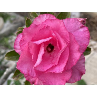 200 Sementes Rosa do Deserto (Adenium) Cor Rosa | Fácil de Germinar | Planta Ornamental para Vasos e Jardim