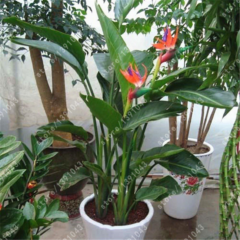 Alta germinação   Venda Quente Beleza Banana 200 Sementes 500 Sementes Planta de Interior em Vaso Sementes de Ave do Par