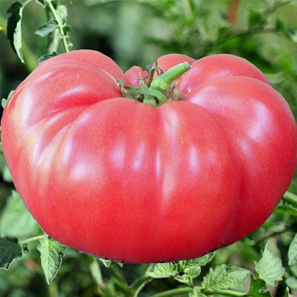 Alta germinação Tomate Gigante 50 Sementes 100 Sementes - Sementes de Carne Gigante