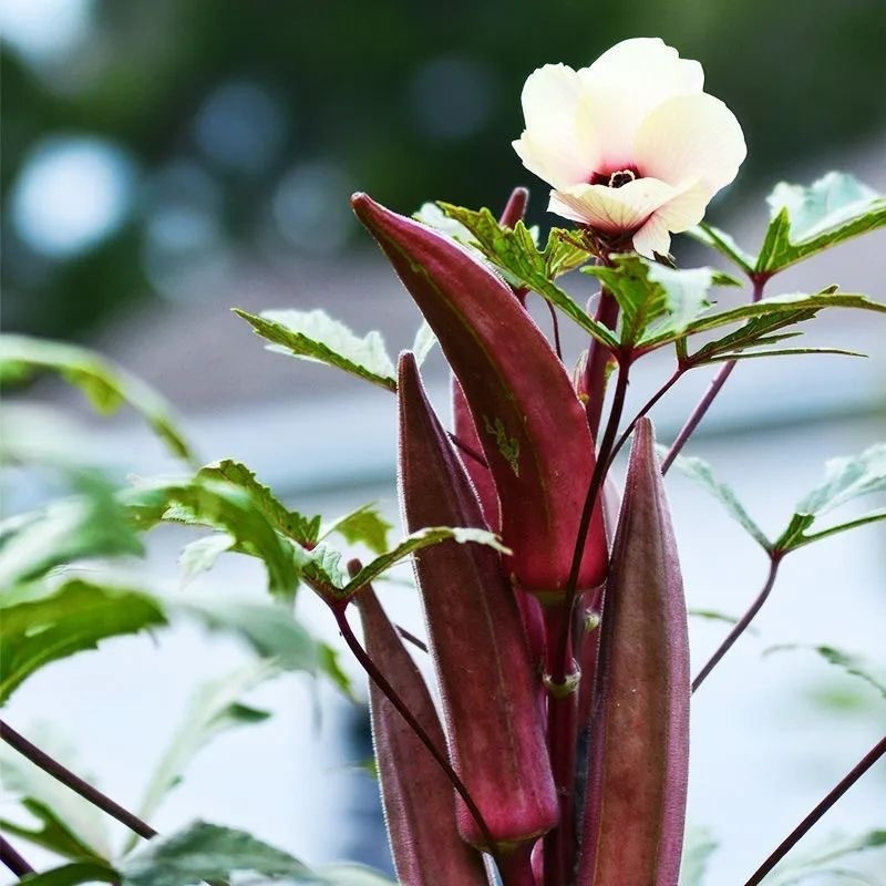 50 100 Sementes de Quiabo Vermelho   Quiabo Vermelho Longo Fresco para Plantio de Plantas Híbridas de Quiabo germinação