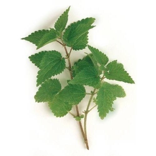 Urtiga Urtica Dioica Planta Medicinal Sementes Sadias P/