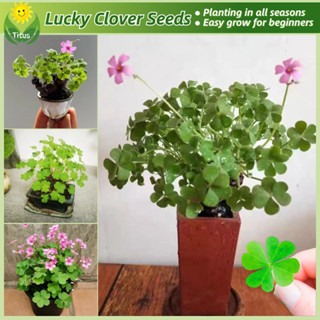 200 500 Sementes Legítimas de Trevo da Sorte para Plantio e Jardinagem, Peças Raras de Plantas de Trevo de Quatro Folhas em Oferta na Shopee