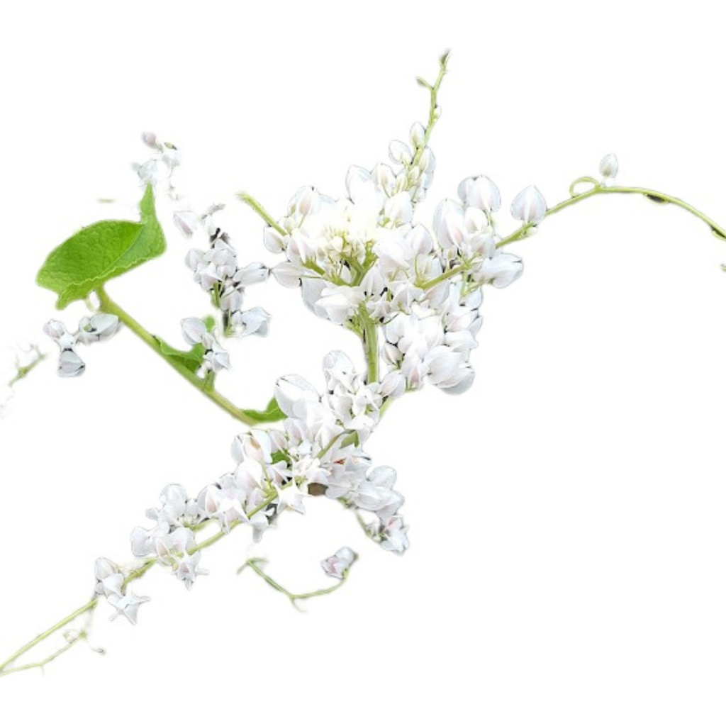 Semente Amor Agarradinho: Onde Comprar | BuscaProdutos