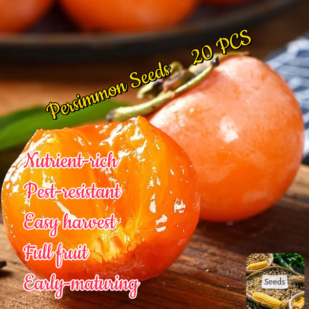 Prazer de cultivar 50 50 Sementes Sementes de Caqui Doce Original à Venda (Peças Frescas) Fruta de Caqui em Oferta na Shopee