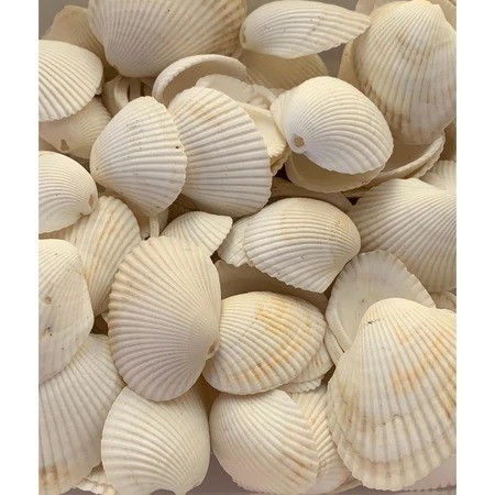 30 Concha natural furada conchinhas-mar-sereia artesanato moda praia arranjo-aquario-decoração em Oferta na Shopee