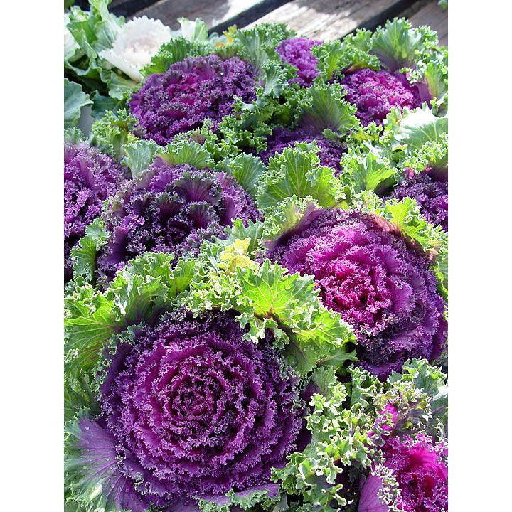 50 100 sementes de Couve Nagoya - Couve Ornamental | Para semear — imagem 2 de 2
