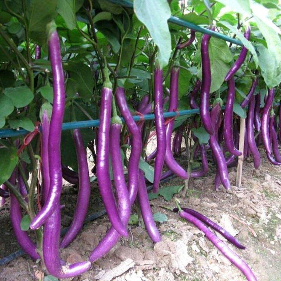 50 100 Sementes de Berinjela Longa ( /Pacote) - Vegetal Roxo Longo de Berinjela germinação rápida germinação rápida