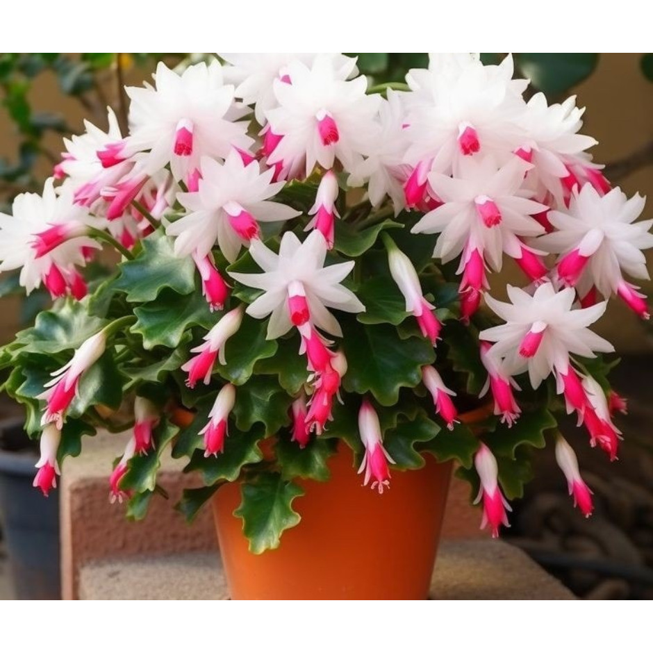 Prazer de cultivar natureza em casa Rara  sements novas de flor de maio l9 pra fazer muda