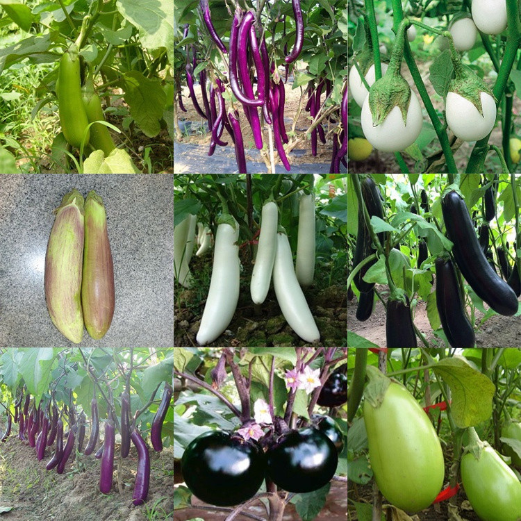 200 500 sementes pcs Berinjela Híbrida F Legumes Mistos de Legumes | Cultivo por sementes