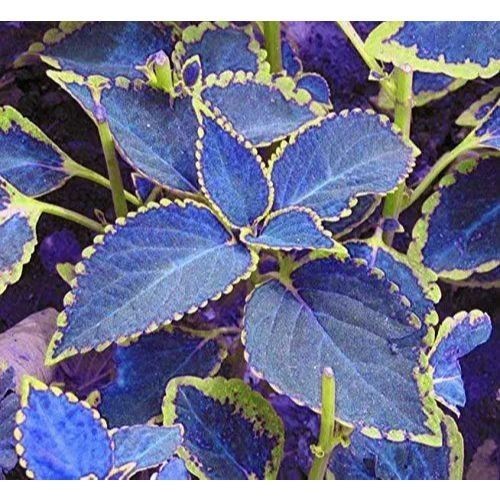 Coleus javanicus - 100 sementes com manual de cultivo pronta entrega envio em 24h V V