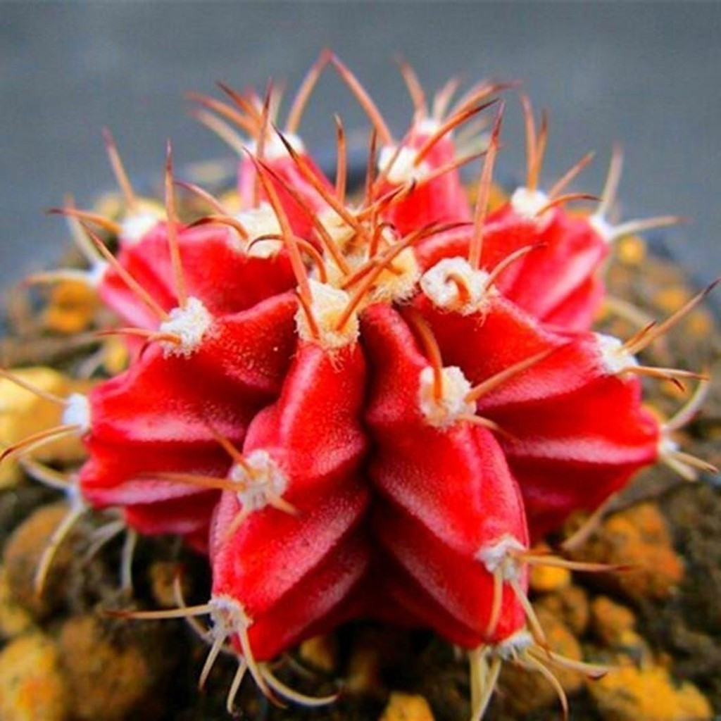 prazer de cultivar 200 500 Sementes pcs Cacto Vermelho Raro Suculenta Bonsai Planta Decoração de Jardim Doméstico