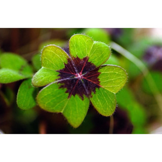 Alta germinação 200 Sementes De Trevo De 4 Folhas ENVIO RÁPIDO!!! em Oferta na Shopee