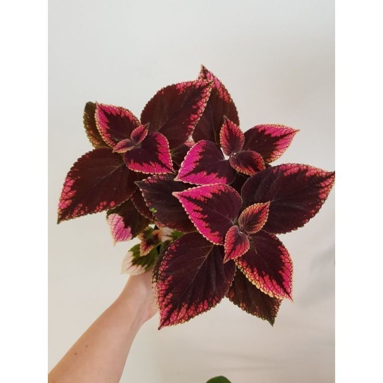 Coleus philippinensis - 100 sementes com manual de cultivo pronta entrega envio em 24h V