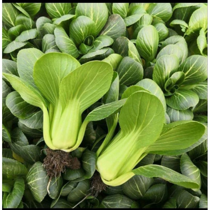 200 500 Sementes SeedsPak Choi/Bok Choi Pak Choi Chinês para Plantio de Vegetais (s por pacote) germinação rápida germin em Oferta na Shopee