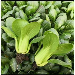 200 500 Sementes SeedsPak Choi/Bok Choi Pak Choi Chinês para Plantio de Vegetais (s por pacote) germinação rápida germin em Oferta na Shopee