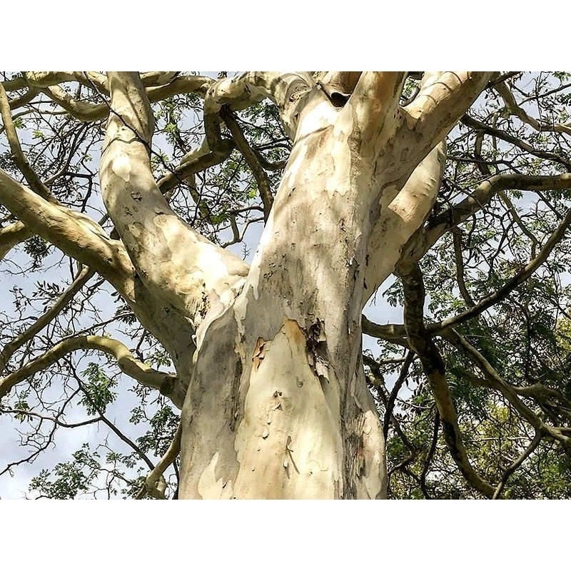 Alta germinação 150 Sementes de Pau Jucá, Pau Ferro ( Caesalpina Férrea ).