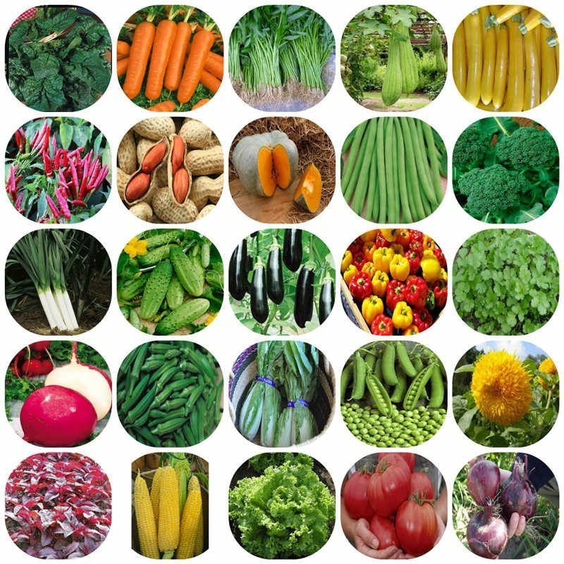 Super Kit 1500 Sementes, 20 Espécies Verduras Legumes e temperos. em Oferta na Shopee