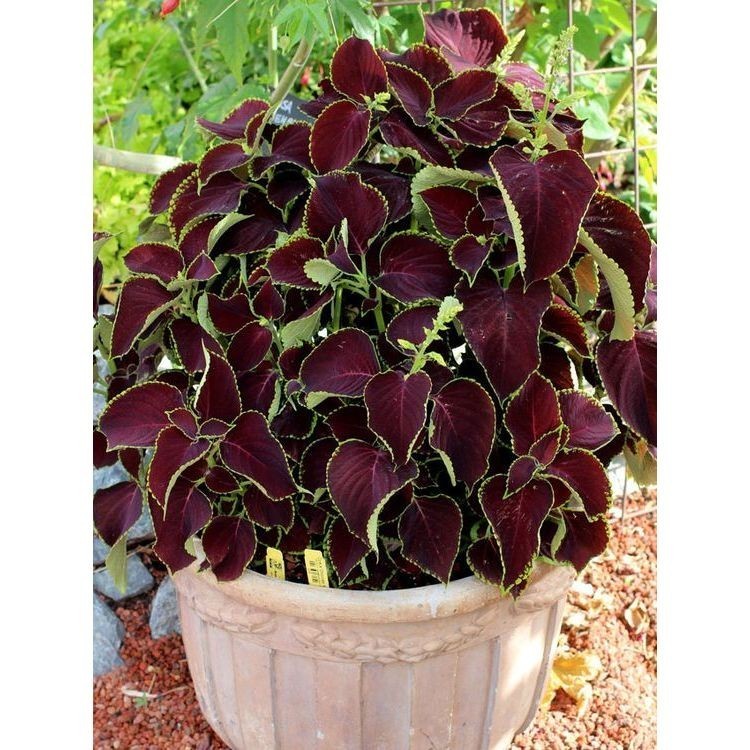 Coleus repens - 100 sementes com manual de cultivo pronta entrega envio em 24h V
