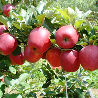 Alta germinação 500 Sementes Maçã Anã Eva Clima Quente P/ Plantio Mudas em Oferta na Shopee