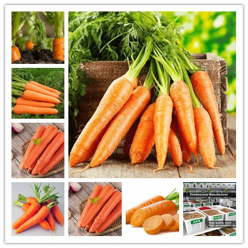 50 100 Sementes COD PCS # SC-HLB Vegetal - Cenoura germinação rápida germinação rápida