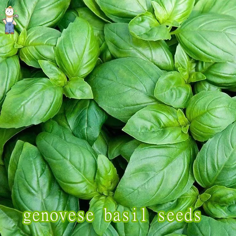Alta germinação Sementes de Tomilho Zhu Luoxiang - (50 100 Sementes) Sementes de Vegetais Zhu Luoxiang Sementes Sulite/