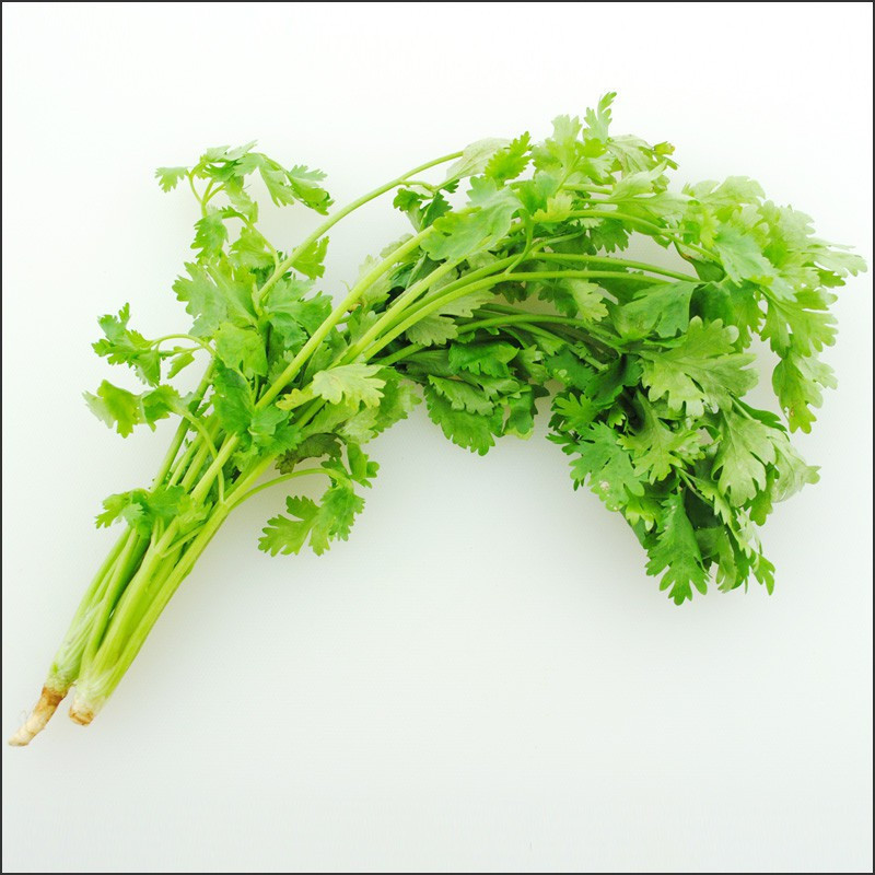 （ 50 100 sementes-sd ） sementes de salsa Coentros em vaso germinação rápida germinação rápida