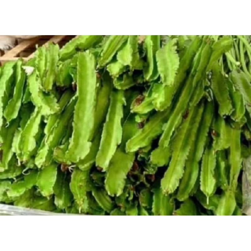 50 100 Sementes Sigarilyas nativas para plantio germinação rápida germinação rápida