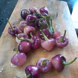 Rara  Sementes De Pimenta Cheiro Roxa Regional em Oferta na Shopee
