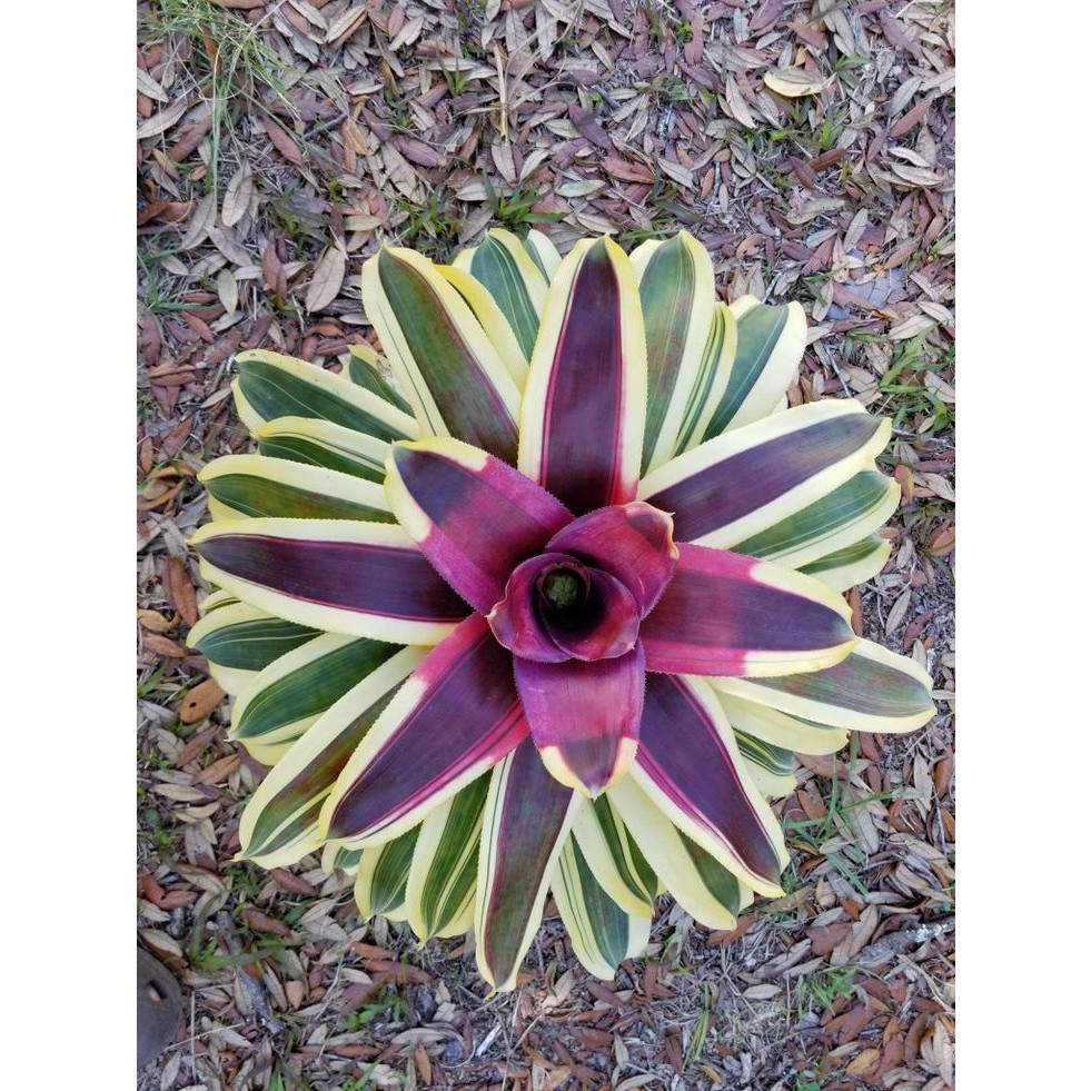 100 sements bromelia kasinsk com manual de cultivo V