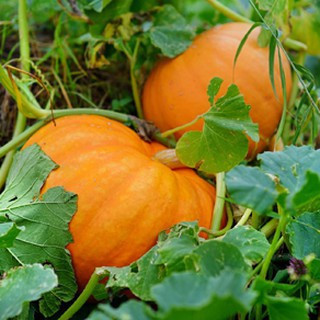 prazer de cultivar 50 100 Sementes COD Abóbora Gigante - Jack O Lantern (Variedade Herança)