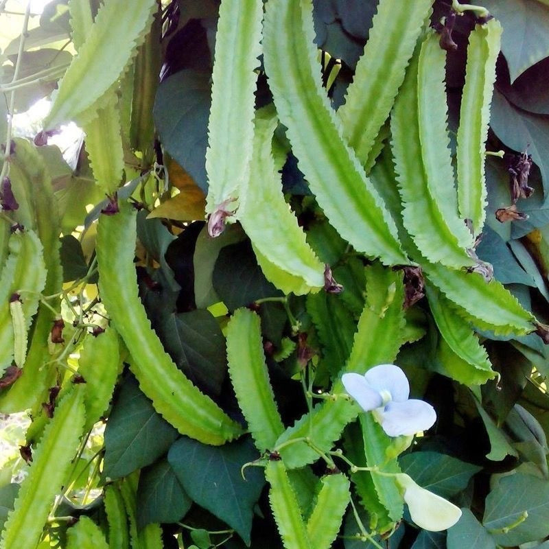 Sementes 30 50 sementes de Feijão Asa Sigarilyas - Vegetais | Cultivo por sementes