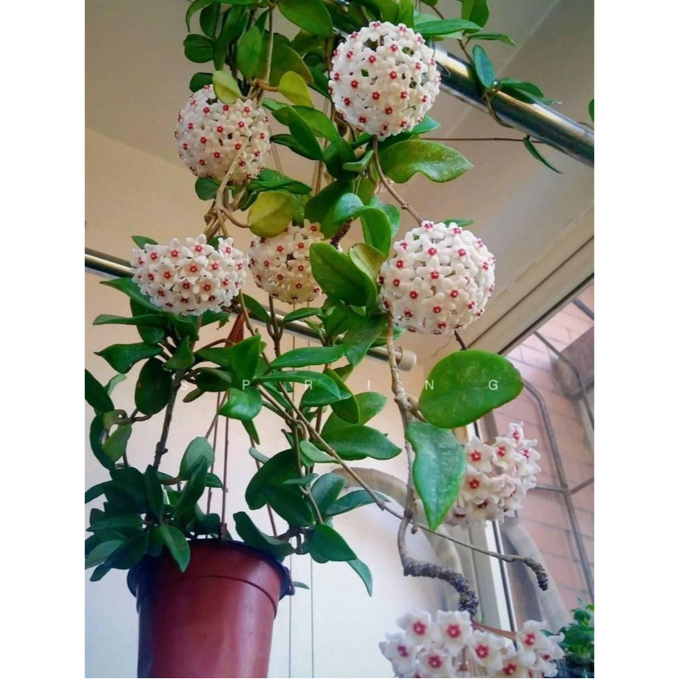 Semente de Flor de Cera  Hoya Carnosa em pote n.11  sem floração