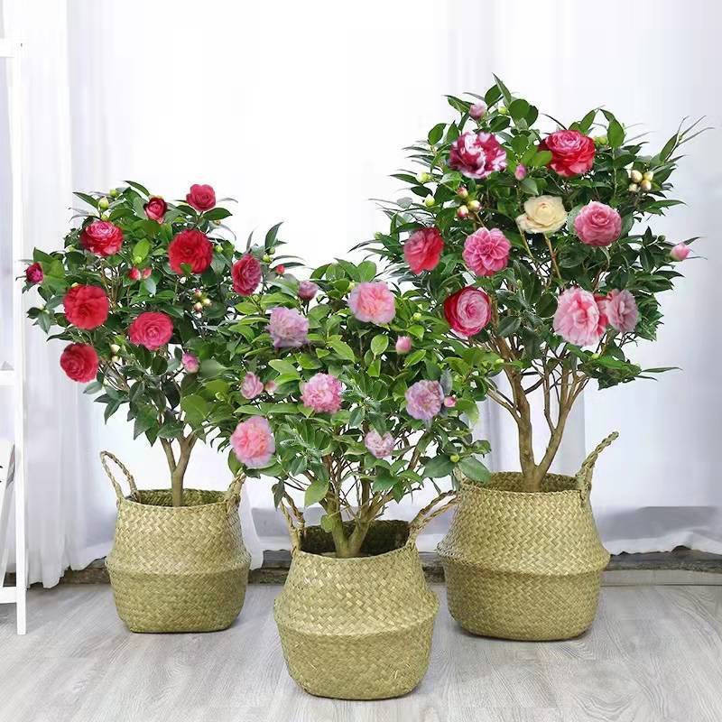 Rara Sementes de Flor de Camélia (10Pcs/Pacote) - Bonsai de Camélia Rosa de Alta Qualidade