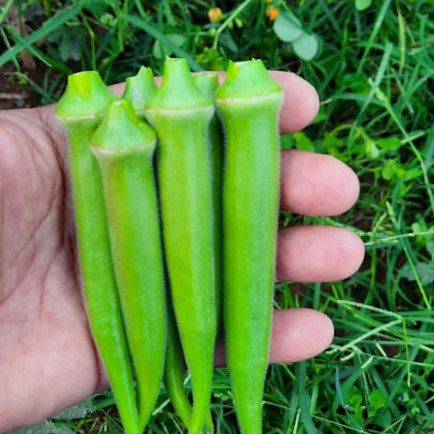 Alta germinação 50 sementes 400 sementes 100 sementes de Quiabo Santa Cruz Blue Line Hortaliças Tempero Cozinha