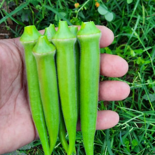 Alta germinação 50 sementes 400 sementes 100 sementes de Quiabo Santa Cruz Blue Line Hortaliças Tempero Cozinha