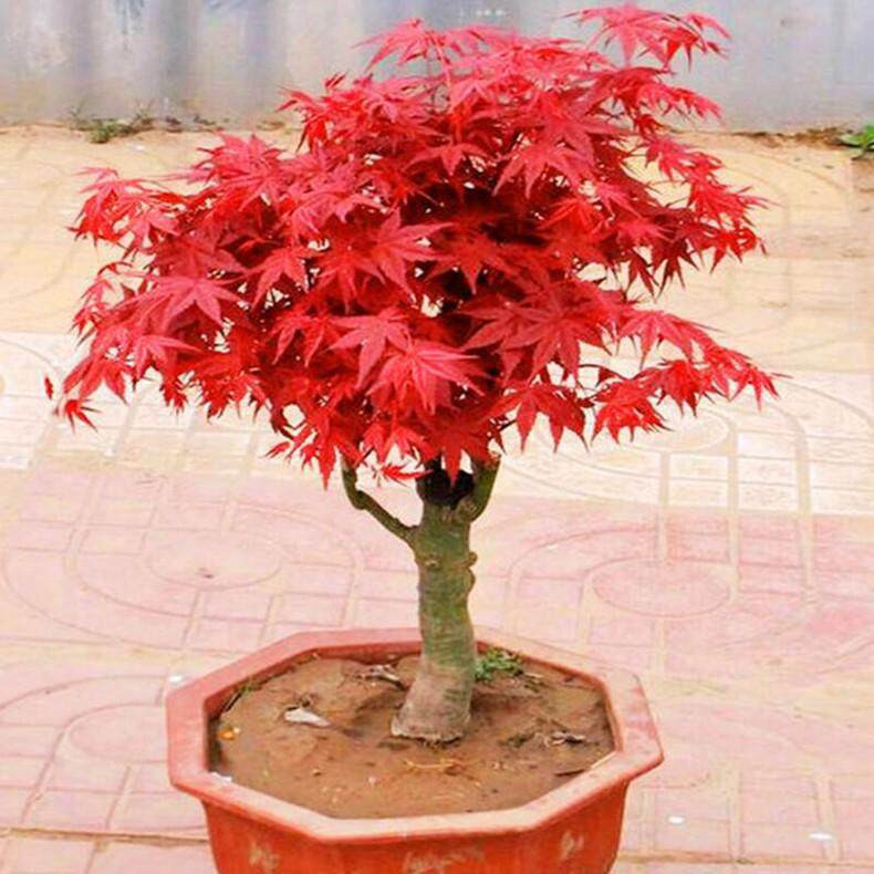 Rara 50 100 Sementes de Árvore de Bordo de Boa Qualidade Flor à Venda Árvore Bonsai Plantas Vivas Flor de Jardim