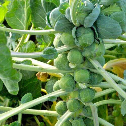 Alta germinação 50 100 Sementes Sementes pcs Couve de Bruxelas Jardim dos EUA Vegetal Couve de Bruxelas Repolho