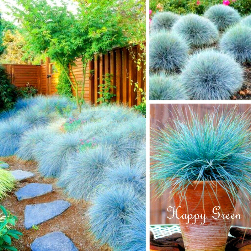 Plantio fácil 200 500 Sementes FESCUE AZUL - Festuca Glauca s - GRAMA ORNAMENTAL - Perene