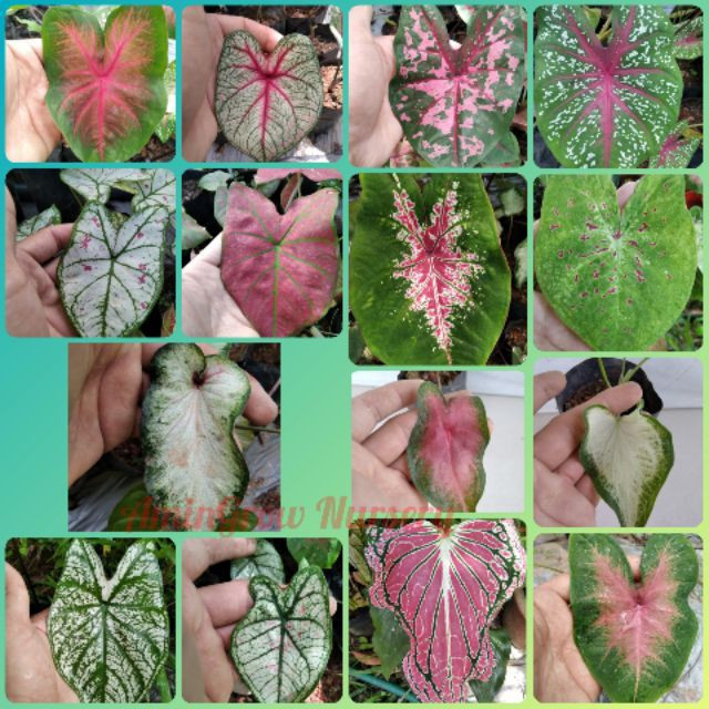 50 100 Sementes pcs Vários tipos de Caladium yam lings (Caladium sp.) germinação rápida germinação rápida