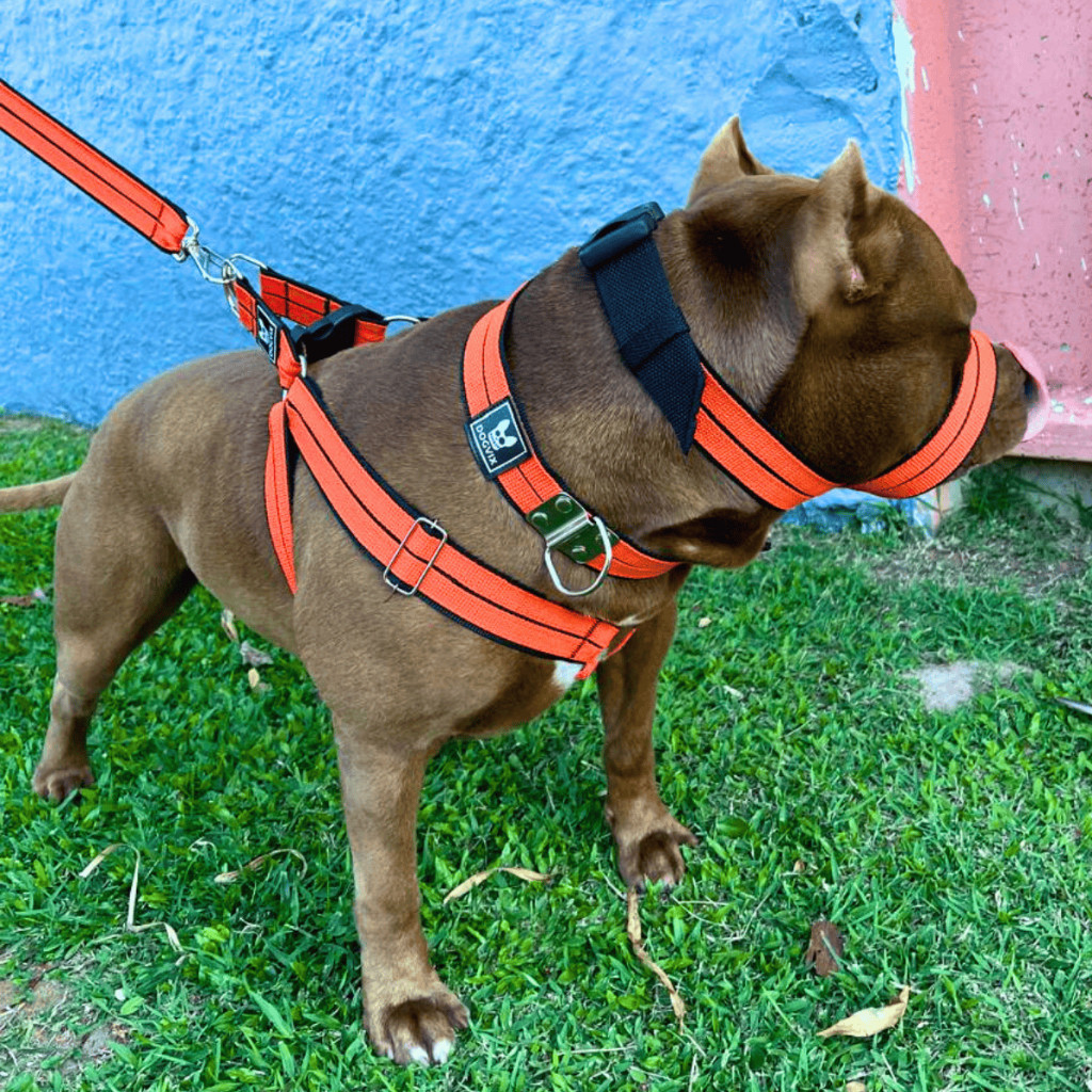 Super Combo Para Cachorro Grande Ajustável Com Guia Coleira Peitoral e Focinheira